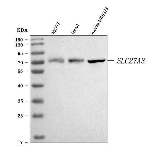 Anti-FATP3/SLC27A3 Antibody Picoband® Boster Bio