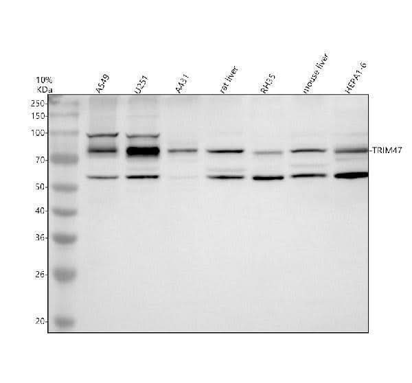 Anti-TRIM47 Antibody Picoband® Boster Bio