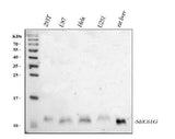Anti-SEC61G Antibody Picoband® Boster Bio