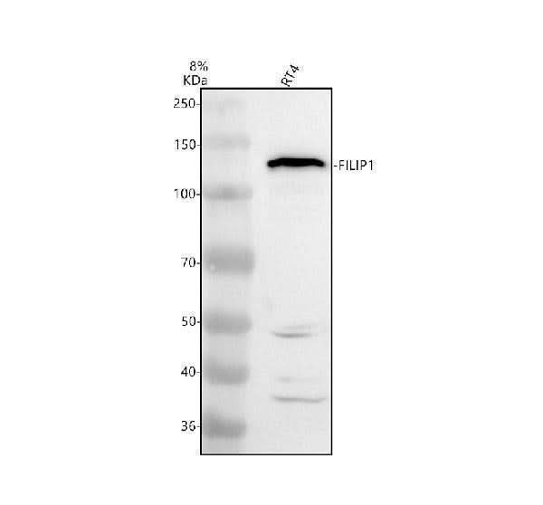 Anti-FILIP1 Antibody Picoband® Boster Bio