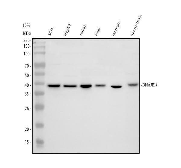 Anti-DNAJB14 Antibody Picoband® Boster Bio