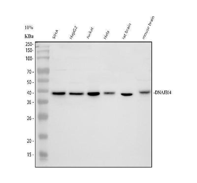 Anti-DNAJB14 Antibody Picoband® Boster Bio