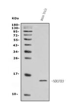 Anti-NDUFB3 Antibody Picoband® Boster Bio
