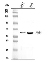 Anti-PSMD8 Antibody Picoband® Boster Bio