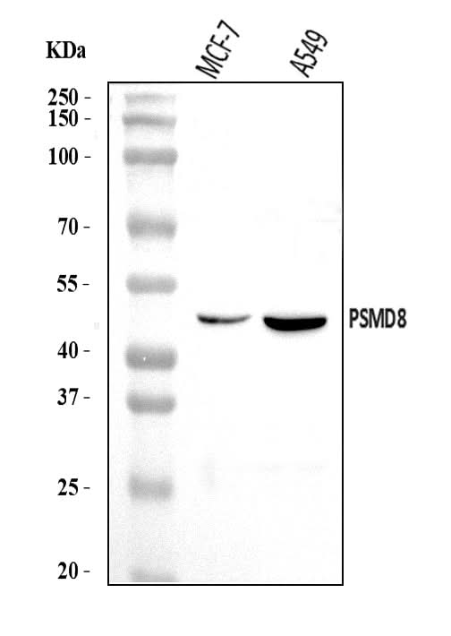 Anti-PSMD8 Antibody Picoband® Boster Bio