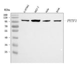 Anti-PHTF1 Antibody Picoband® Boster Bio