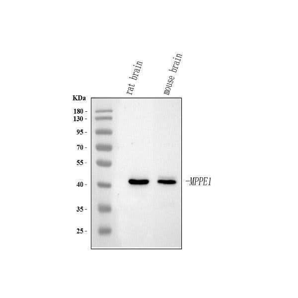 Anti-MPPE1 Antibody Picoband® Boster Bio
