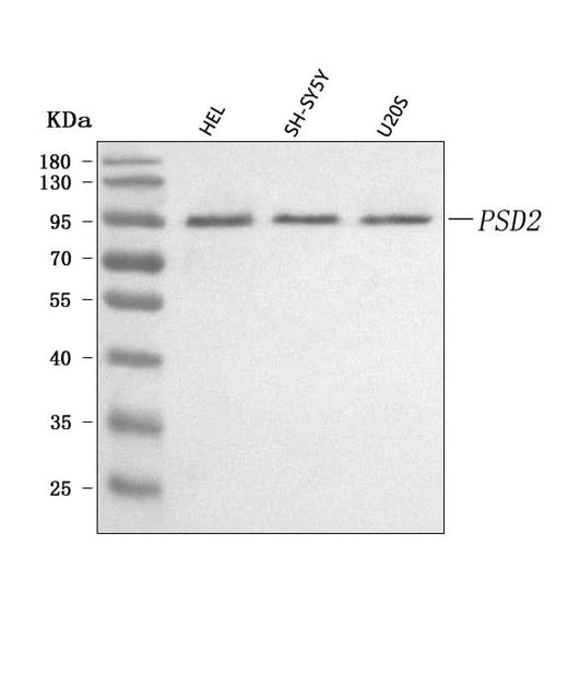 Anti-PSD2 Antibody Picoband® Boster Bio