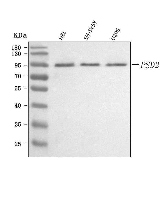 Anti-PSD2 Antibody Picoband® Boster Bio