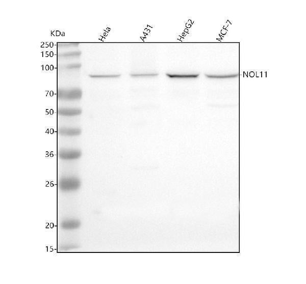 Anti-NOL11 Antibody Picoband® Boster Bio