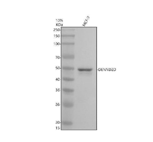 Anti-DENND2D Antibody Picoband® Boster Bio