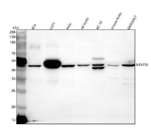 Anti-MFAP3L Antibody Picoband® Boster Bio