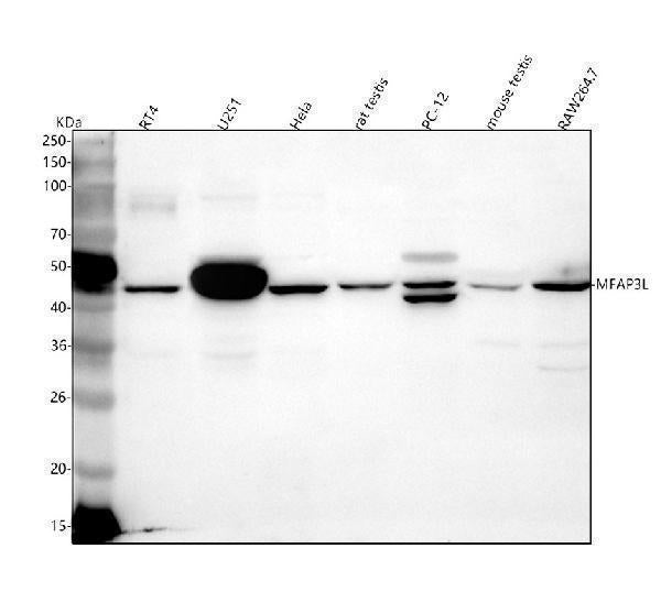 Anti-MFAP3L Antibody Picoband® Boster Bio
