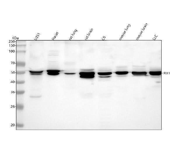 Anti-IRX1 Antibody Picoband® Boster Bio