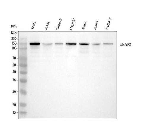 Anti-UBAP2 Antibody Picoband® Boster Bio