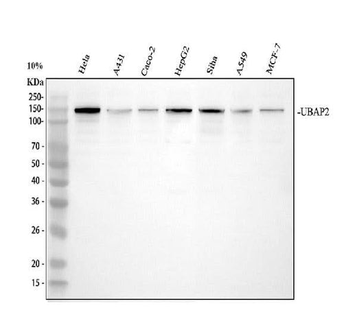 Anti-UBAP2 Antibody Picoband® Boster Bio