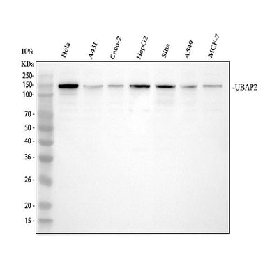 Anti-UBAP2 Antibody Picoband® Boster Bio