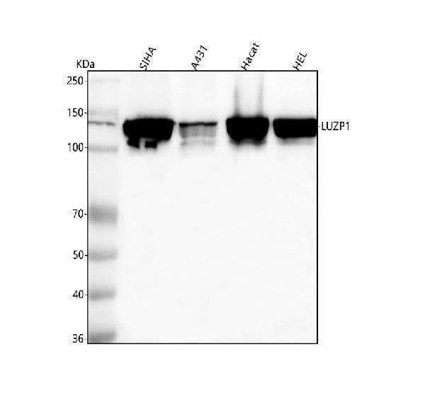 Anti-LUZP1 Antibody Picoband® Boster Bio