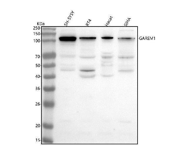 Anti-GAREM1 Antibody Picoband® Boster Bio