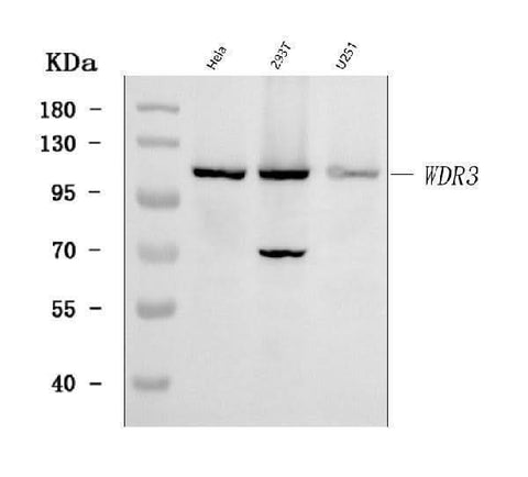 Anti-WDR3 Antibody Picoband® Boster Bio