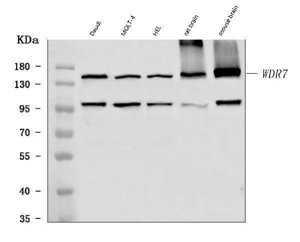 Anti-WDR7 Antibody Picoband® Boster Bio