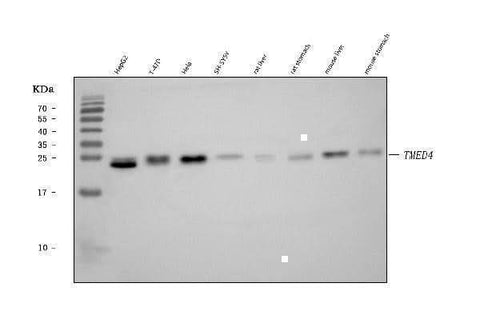 Anti-TMED4 Antibody Picoband® Boster Bio