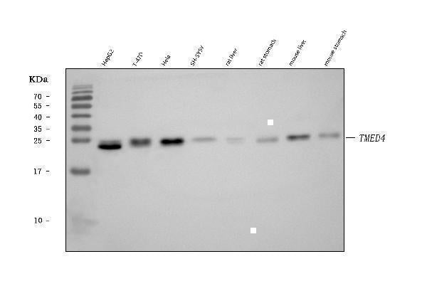 Anti-TMED4 Antibody Picoband® Boster Bio