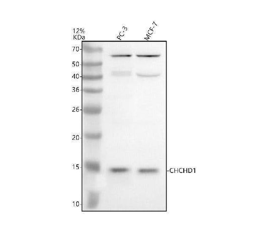 Anti-CHCHD1 Antibody Picoband® Boster Bio
