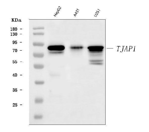 Anti-TJAP1 Antibody Picoband® Boster Bio