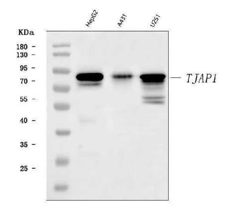 Anti-TJAP1 Antibody Picoband® Boster Bio
