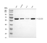 Anti-GLIS1 Antibody Picoband® Boster Bio