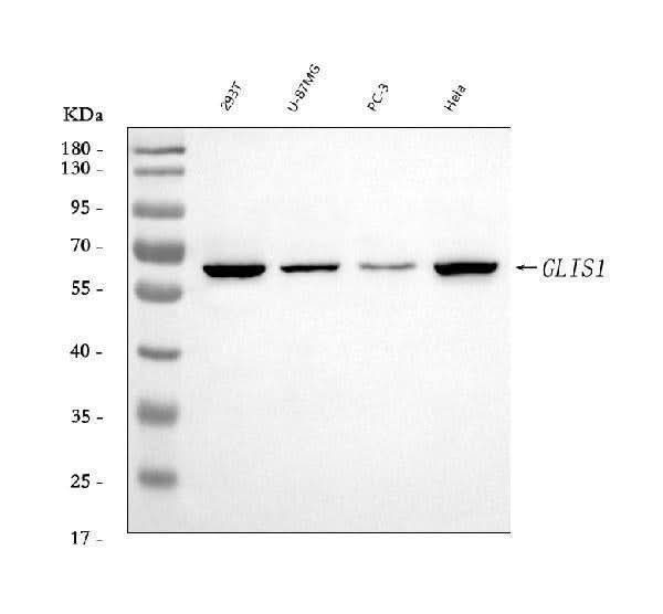 Anti-GLIS1 Antibody Picoband® Boster Bio