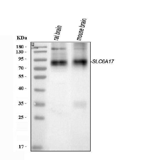 Anti-SLC6A17 Antibody Picoband® Boster Bio