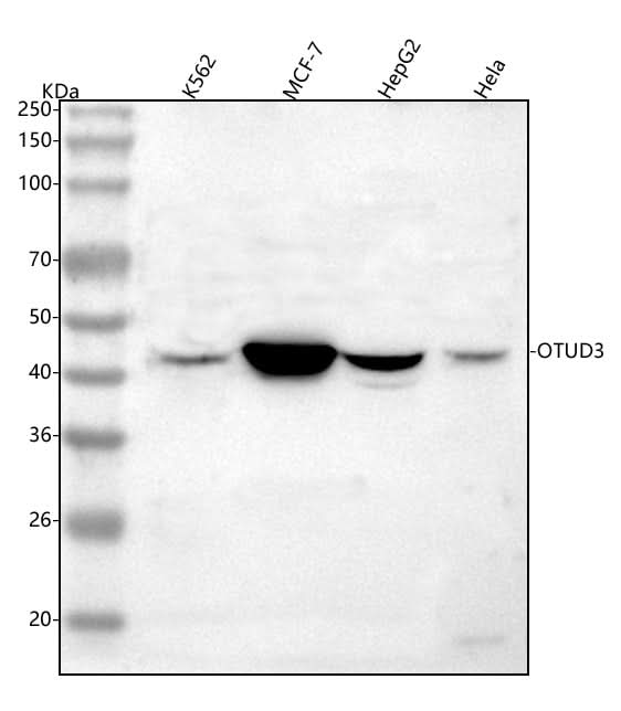 Anti-OTUD3 Antibody Picoband® Boster Bio