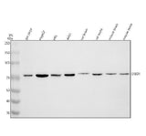 Anti-SRBD1 Antibody Picoband® Boster Bio