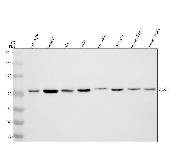Anti-SRBD1 Antibody Picoband® Boster Bio