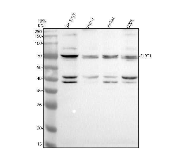 Anti-FLRT1 Antibody Picoband® Boster Bio