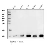 Anti-COX8A Antibody Picoband® Boster Bio