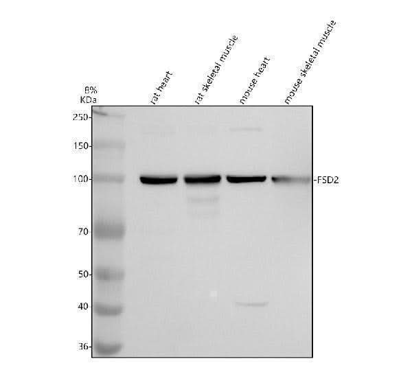 Anti-FSD2 Antibody Picoband® Boster Bio