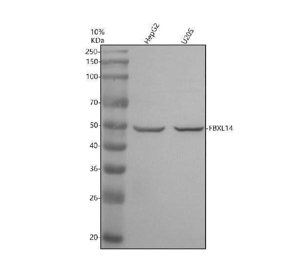 Anti-FBXL14 Antibody Picoband® Boster Bio