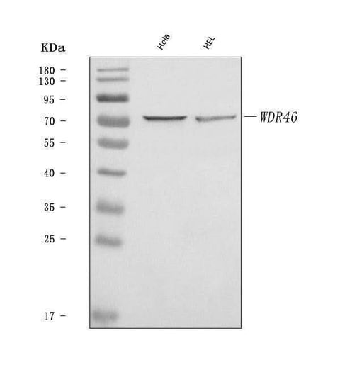 Anti-WDR46 Antibody Picoband® Boster Bio