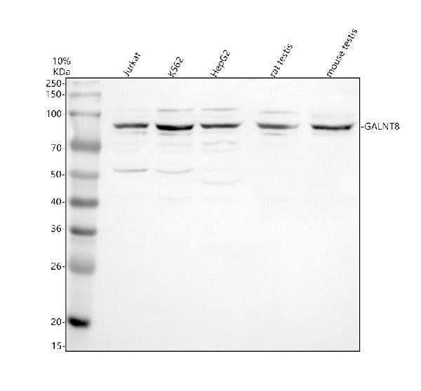 Anti-GALNT8 Antibody Picoband® Boster Bio
