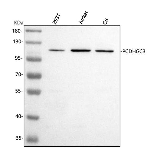 Anti-PCDHGC3 Antibody Picoband® Boster Bio