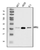 Anti-GRPEL1 Antibody Picoband® Boster Bio