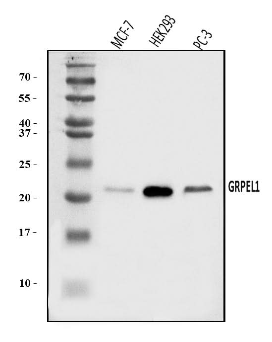 Anti-GRPEL1 Antibody Picoband® Boster Bio