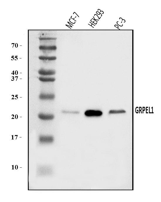Anti-GRPEL1 Antibody Picoband® Boster Bio
