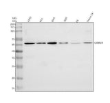 Anti-GRWD1 Antibody Picoband® Boster Bio