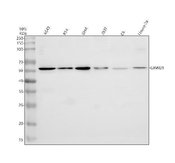 Anti-GRWD1 Antibody Picoband® Boster Bio
