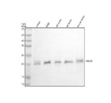 Anti-UBE2F Antibody Picoband® Boster Bio