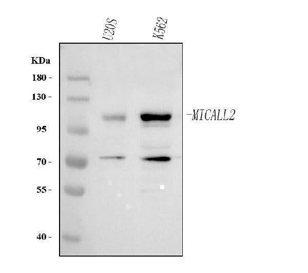 Anti-MICALL2 Antibody Picoband® Boster Bio